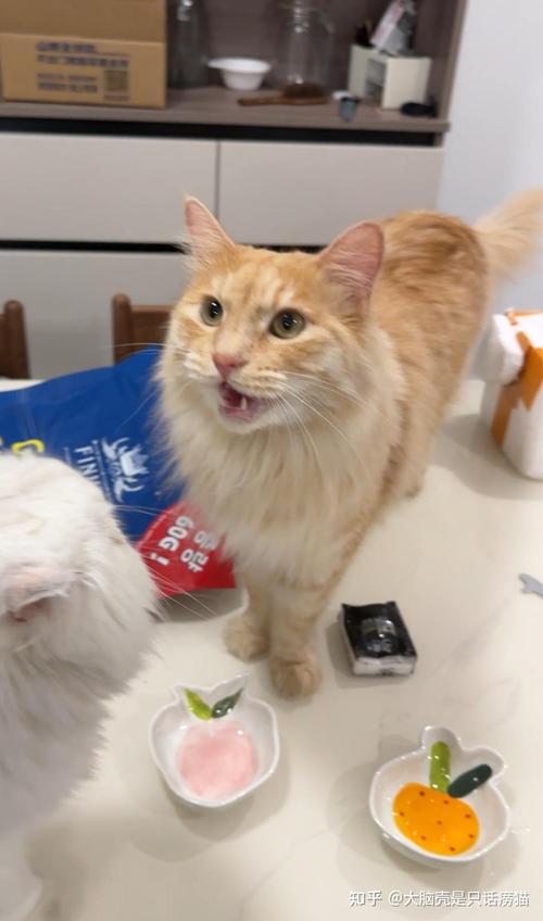 猫咪爱叫唤是怎么了,猫咪爱叫咋办-第4张图片 猫咪爱叫唤是怎么了,猫咪爱叫咋办-第4张图片