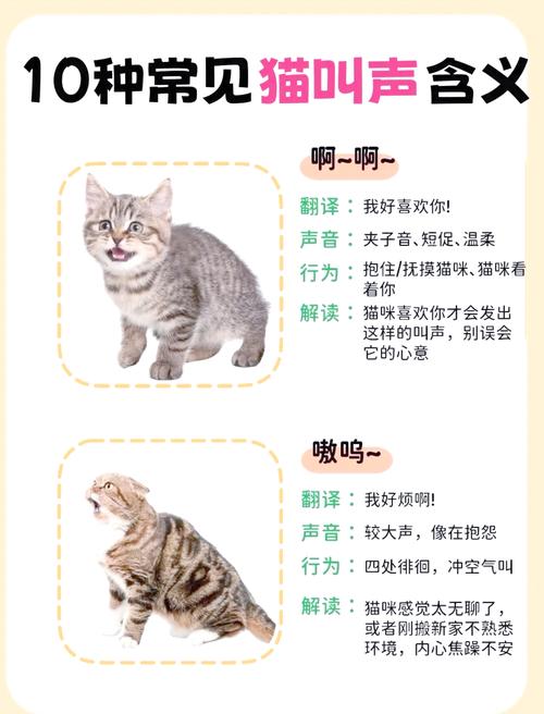 猫咪爱叫唤是怎么了,猫咪爱叫咋办-第5张图片 猫咪爱叫唤是怎么了,猫咪爱叫咋办-第5张图片