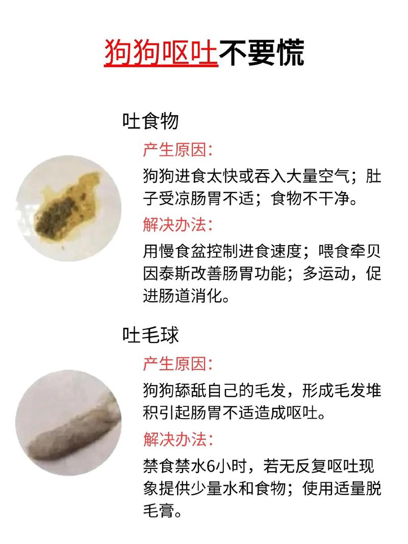 狗呕吐-狗呕吐吃什么药-第7张图片 狗呕吐-狗呕吐吃什么药-第7张图片