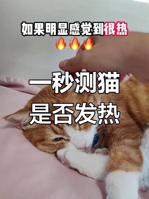 解析“猫咪热会有什么表现”你不知道的事-第1张图片 解析“猫咪热会有什么表现”你不知道的事-第1张图片
