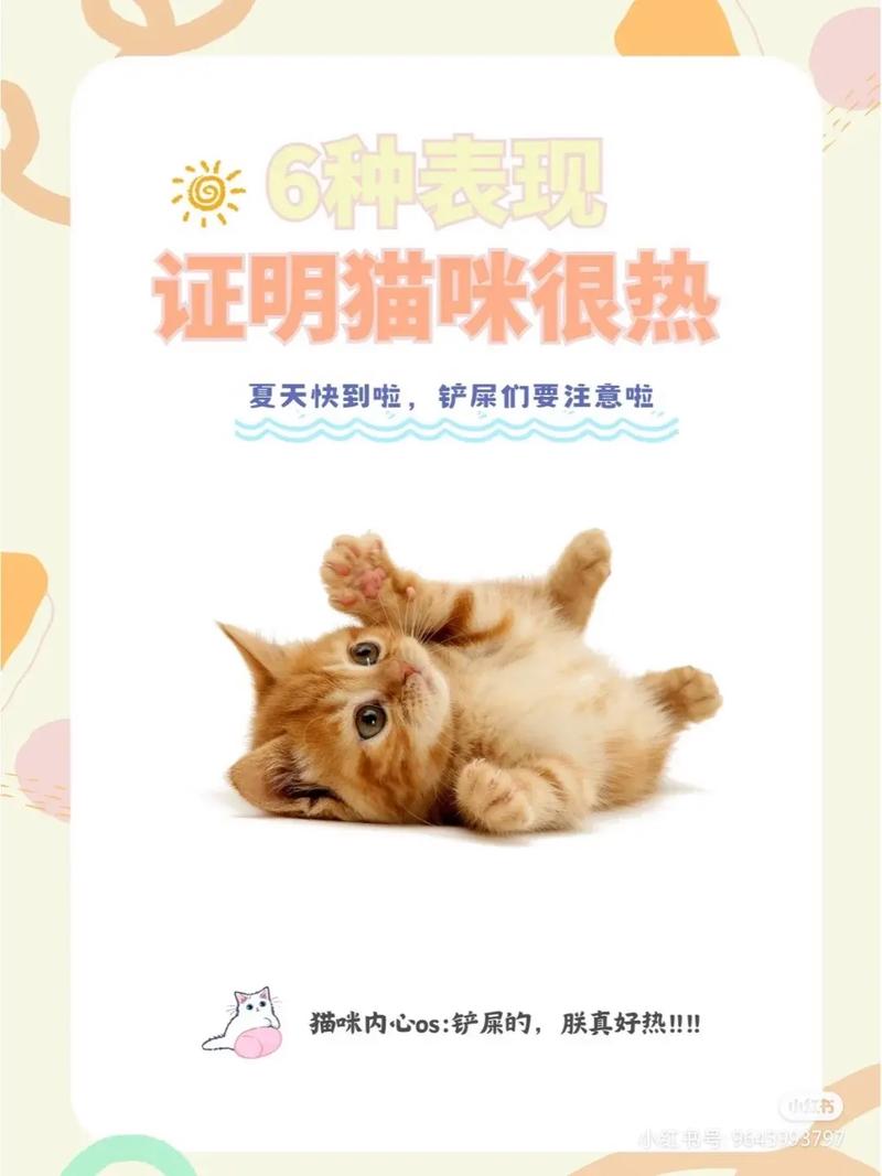 解析“猫咪热会有什么表现”你不知道的事-第3张图片 解析“猫咪热会有什么表现”你不知道的事-第3张图片