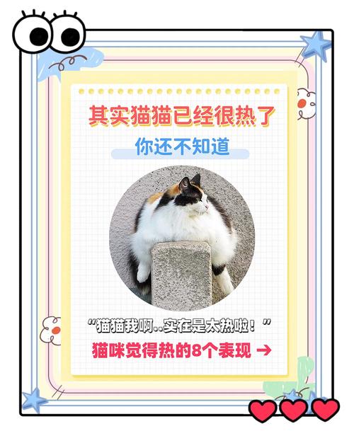 解析“猫咪热会有什么表现”你不知道的事-第4张图片 解析“猫咪热会有什么表现”你不知道的事-第4张图片