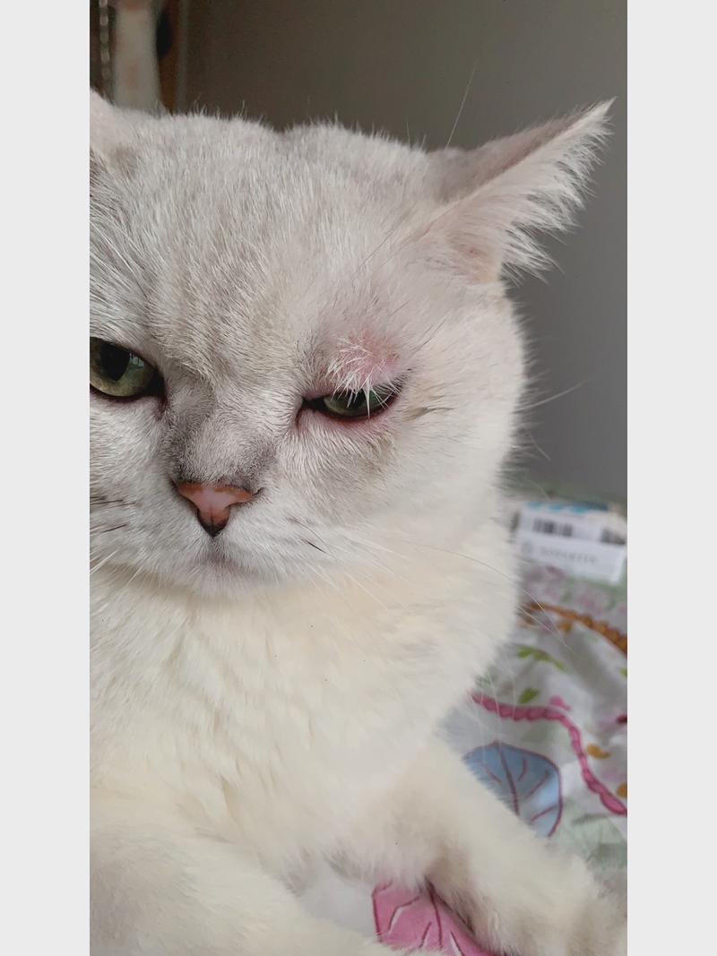 解析“猫咪热会有什么表现”你不知道的事-第5张图片 解析“猫咪热会有什么表现”你不知道的事-第5张图片