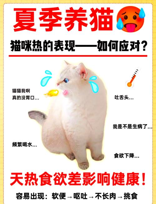 解析“猫咪热会有什么表现”你不知道的事-第6张图片 解析“猫咪热会有什么表现”你不知道的事-第6张图片