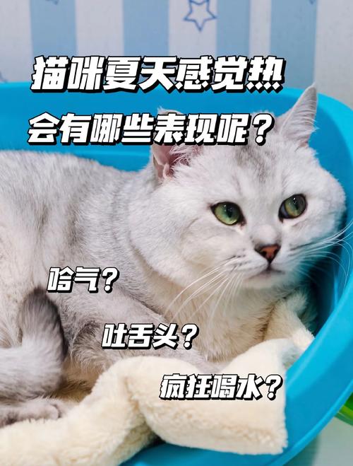 解析“猫咪热会有什么表现”你不知道的事-第7张图片 解析“猫咪热会有什么表现”你不知道的事-第7张图片