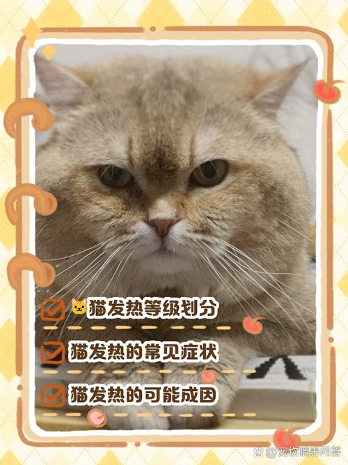 解析“猫咪热会有什么表现”你不知道的事-第8张图片 解析“猫咪热会有什么表现”你不知道的事-第8张图片