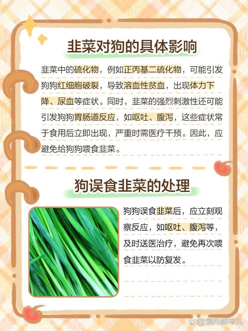 狗能吃韭菜吗,狗能吃韭菜吗呕吐怎么办-第2张图片 狗能吃韭菜吗,狗能吃韭菜吗呕吐怎么办-第2张图片