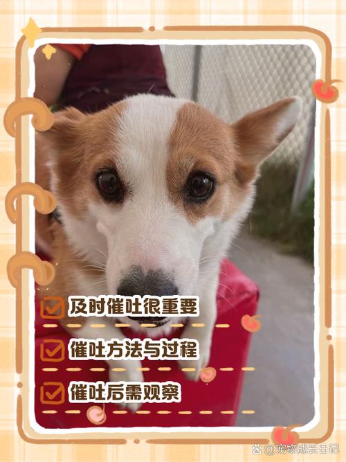 狗能吃韭菜吗,狗能吃韭菜吗呕吐怎么办-第4张图片 狗能吃韭菜吗,狗能吃韭菜吗呕吐怎么办-第4张图片