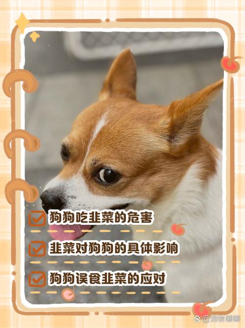 狗能吃韭菜吗,狗能吃韭菜吗呕吐怎么办-第7张图片 狗能吃韭菜吗,狗能吃韭菜吗呕吐怎么办-第7张图片