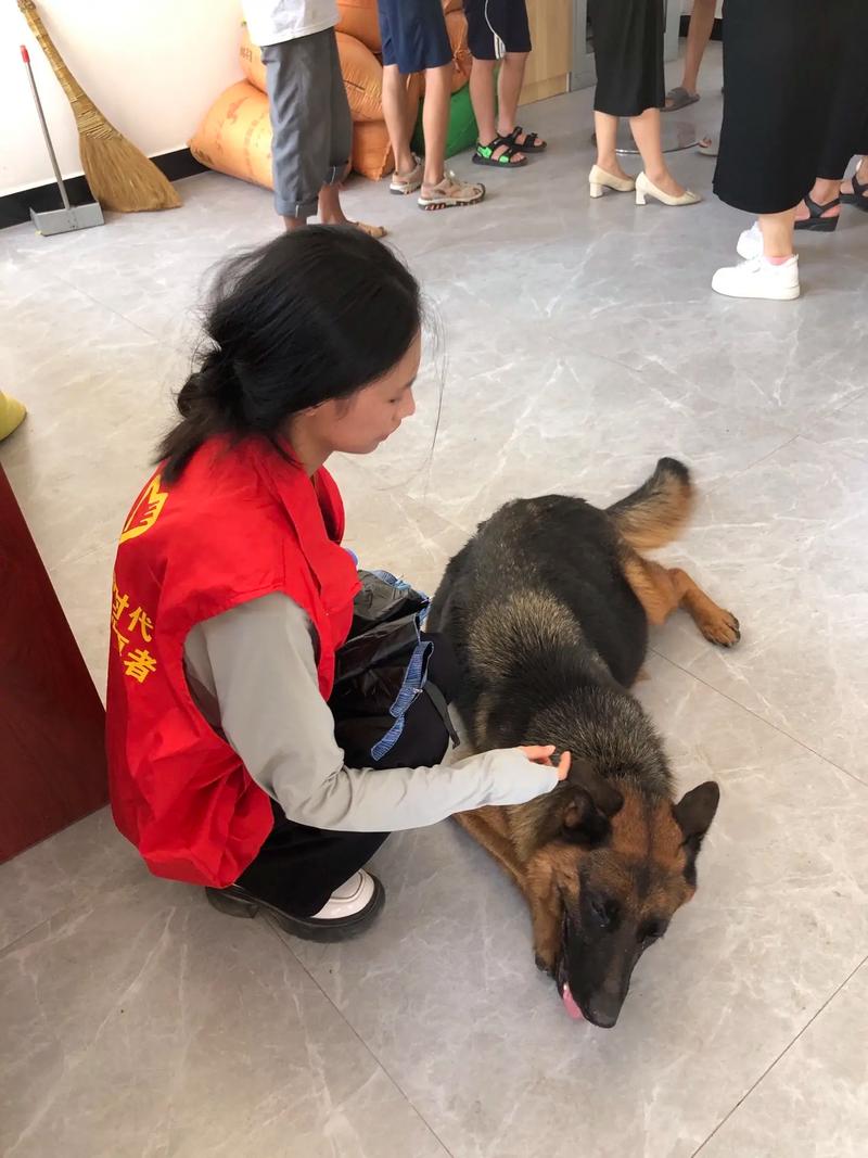 金色的德牧/金色德牧图片-第1张图片 金色的德牧/金色德牧图片-第1张图片