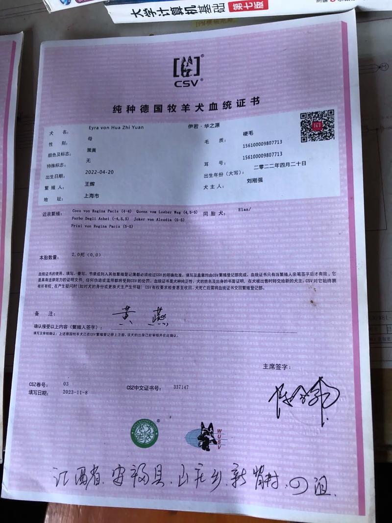 金色的德牧/金色德牧图片-第6张图片 金色的德牧/金色德牧图片-第6张图片
