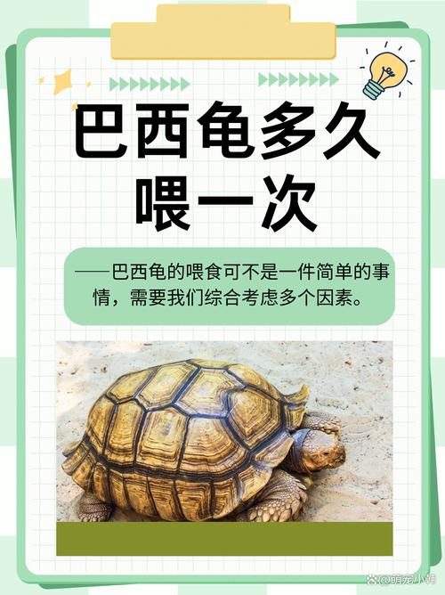 巴西龟几天喂一次,巴西龟几天喂一次食物一次喂多少-第5张图片 巴西龟几天喂一次,巴西龟几天喂一次食物一次喂多少-第5张图片