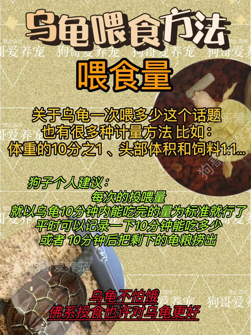 巴西龟几天喂一次,巴西龟几天喂一次食物一次喂多少-第6张图片 巴西龟几天喂一次,巴西龟几天喂一次食物一次喂多少-第6张图片