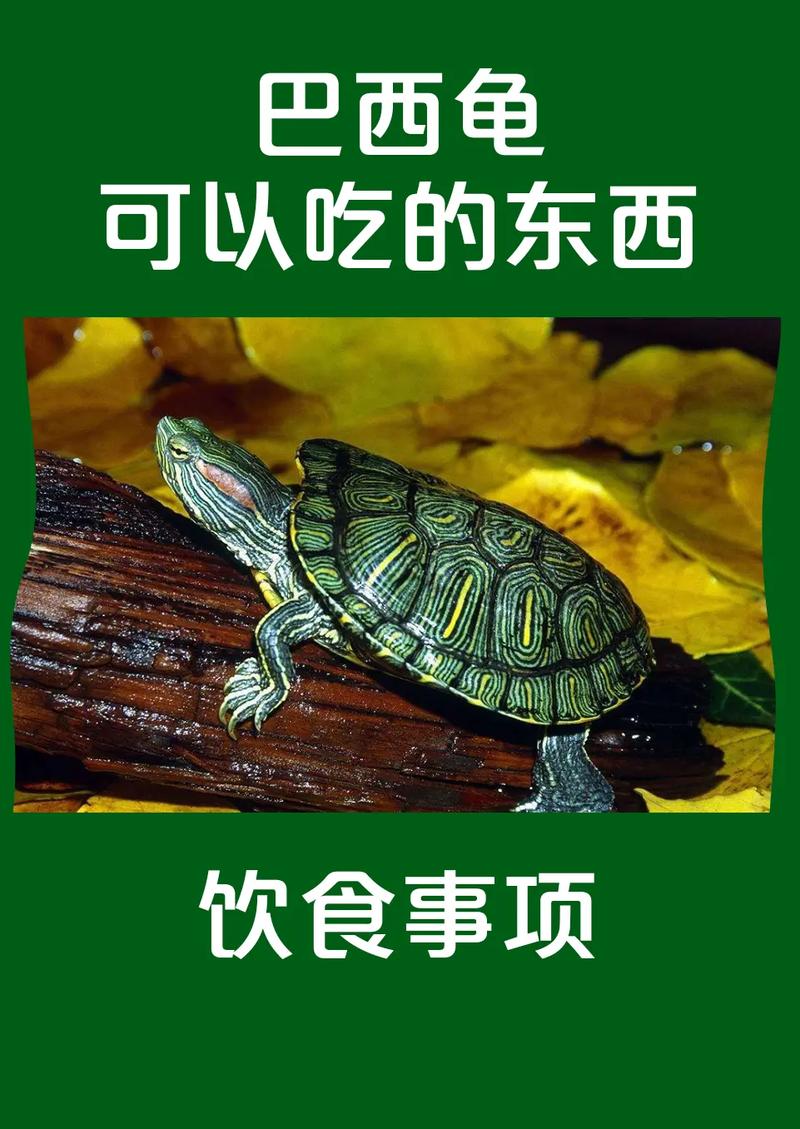 巴西龟几天喂一次,巴西龟几天喂一次食物一次喂多少-第9张图片 巴西龟几天喂一次,巴西龟几天喂一次食物一次喂多少-第9张图片