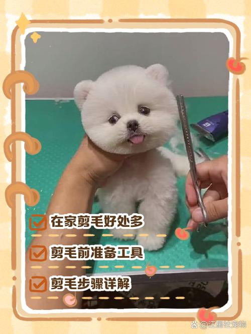 自己怎么给狗狗剪毛,如何自己给狗狗剃毛-第4张图片 自己怎么给狗狗剪毛,如何自己给狗狗剃毛-第4张图片