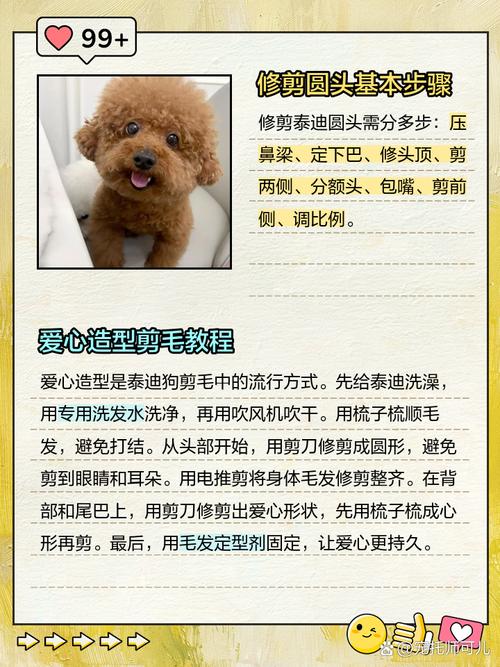 自己怎么给狗狗剪毛,如何自己给狗狗剃毛-第6张图片 自己怎么给狗狗剪毛,如何自己给狗狗剃毛-第6张图片