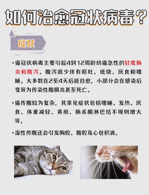 猫冠状病毒,猫冠状病毒吃什么治疗-第4张图片 猫冠状病毒,猫冠状病毒吃什么治疗-第4张图片