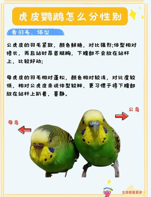 解析“虎皮鹦鹉怎么分公母简单方法”你不知道的事-第4张图片 解析“虎皮鹦鹉怎么分公母简单方法”你不知道的事-第4张图片