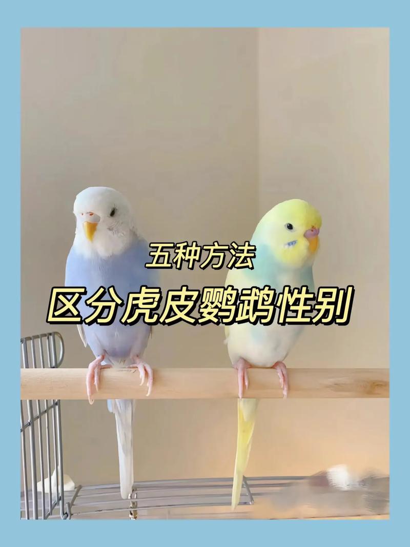 解析“虎皮鹦鹉怎么分公母简单方法”你不知道的事-第6张图片 解析“虎皮鹦鹉怎么分公母简单方法”你不知道的事-第6张图片