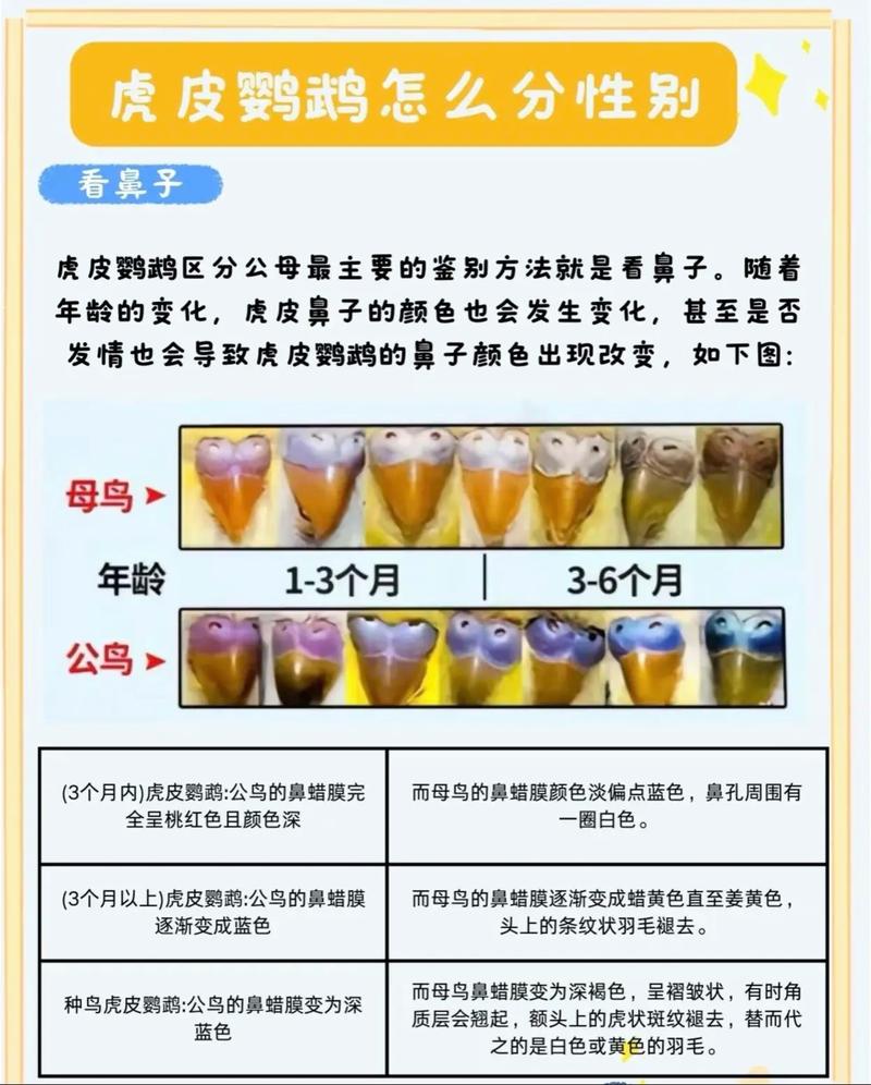 解析“虎皮鹦鹉怎么分公母简单方法”你不知道的事-第8张图片 解析“虎皮鹦鹉怎么分公母简单方法”你不知道的事-第8张图片