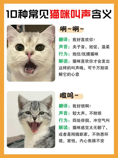 解析“让猫咪过来的声音”你不知道的事-第1张图片 解析“让猫咪过来的声音”你不知道的事-第1张图片