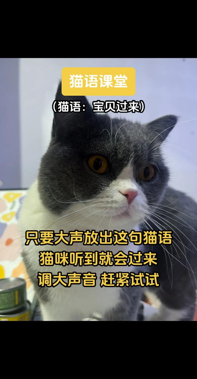 解析“让猫咪过来的声音”你不知道的事-第2张图片 解析“让猫咪过来的声音”你不知道的事-第2张图片