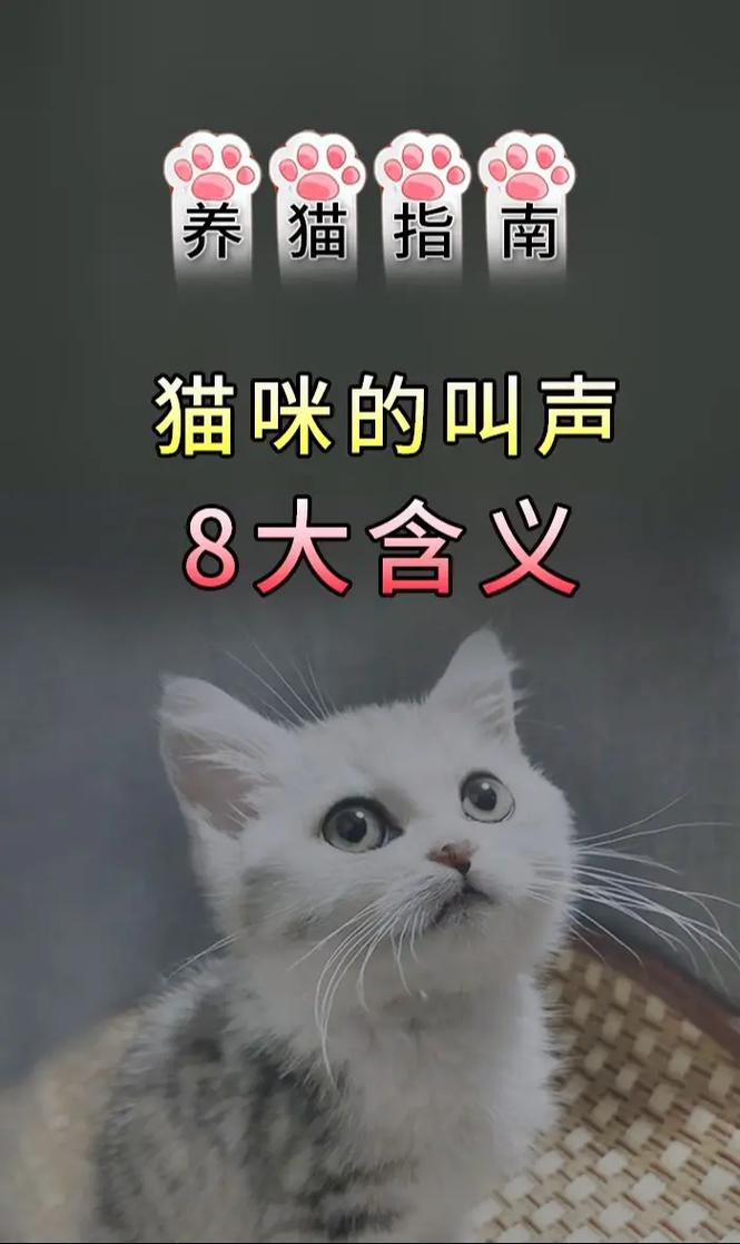 解析“让猫咪过来的声音”你不知道的事-第5张图片 解析“让猫咪过来的声音”你不知道的事-第5张图片