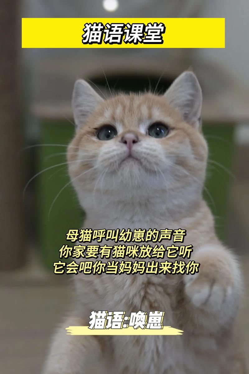 解析“让猫咪过来的声音”你不知道的事-第6张图片 解析“让猫咪过来的声音”你不知道的事-第6张图片