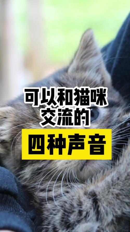 解析“让猫咪过来的声音”你不知道的事-第8张图片 解析“让猫咪过来的声音”你不知道的事-第8张图片