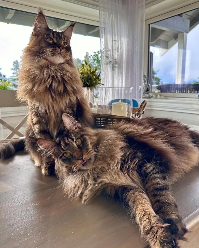 缅因猫刚出生的样子,缅因猫生长期多久-第3张图片 缅因猫刚出生的样子,缅因猫生长期多久-第3张图片