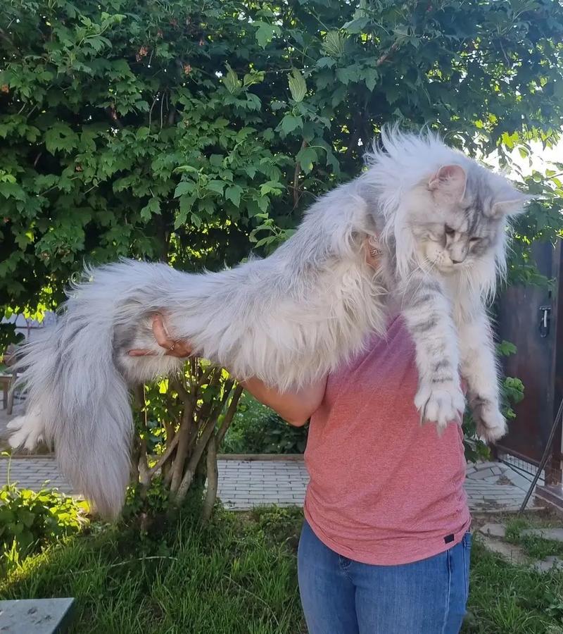 缅因猫刚出生的样子,缅因猫生长期多久-第6张图片 缅因猫刚出生的样子,缅因猫生长期多久-第6张图片