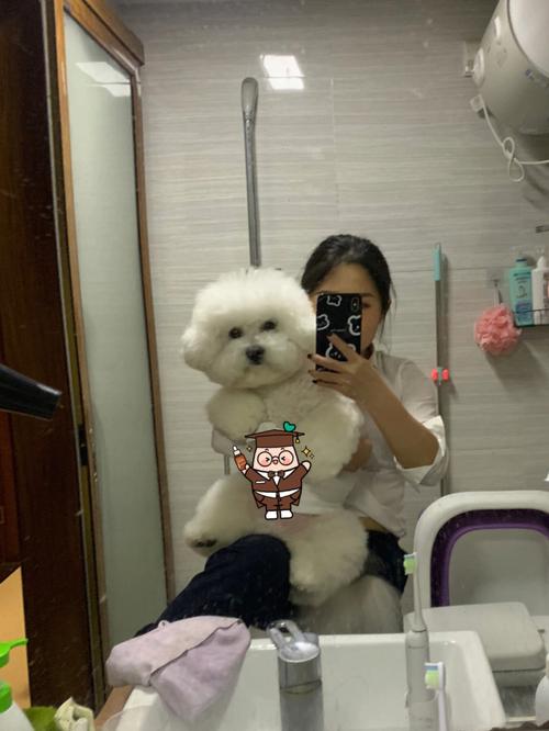 比熊犬长大后有多大-比熊犬长大后的尺寸-第1张图片 比熊犬长大后有多大-比熊犬长大后的尺寸-第1张图片