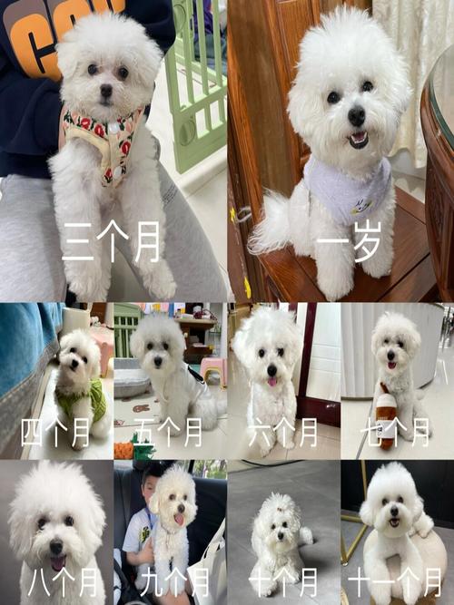 比熊犬长大后有多大-比熊犬长大后的尺寸-第4张图片 比熊犬长大后有多大-比熊犬长大后的尺寸-第4张图片