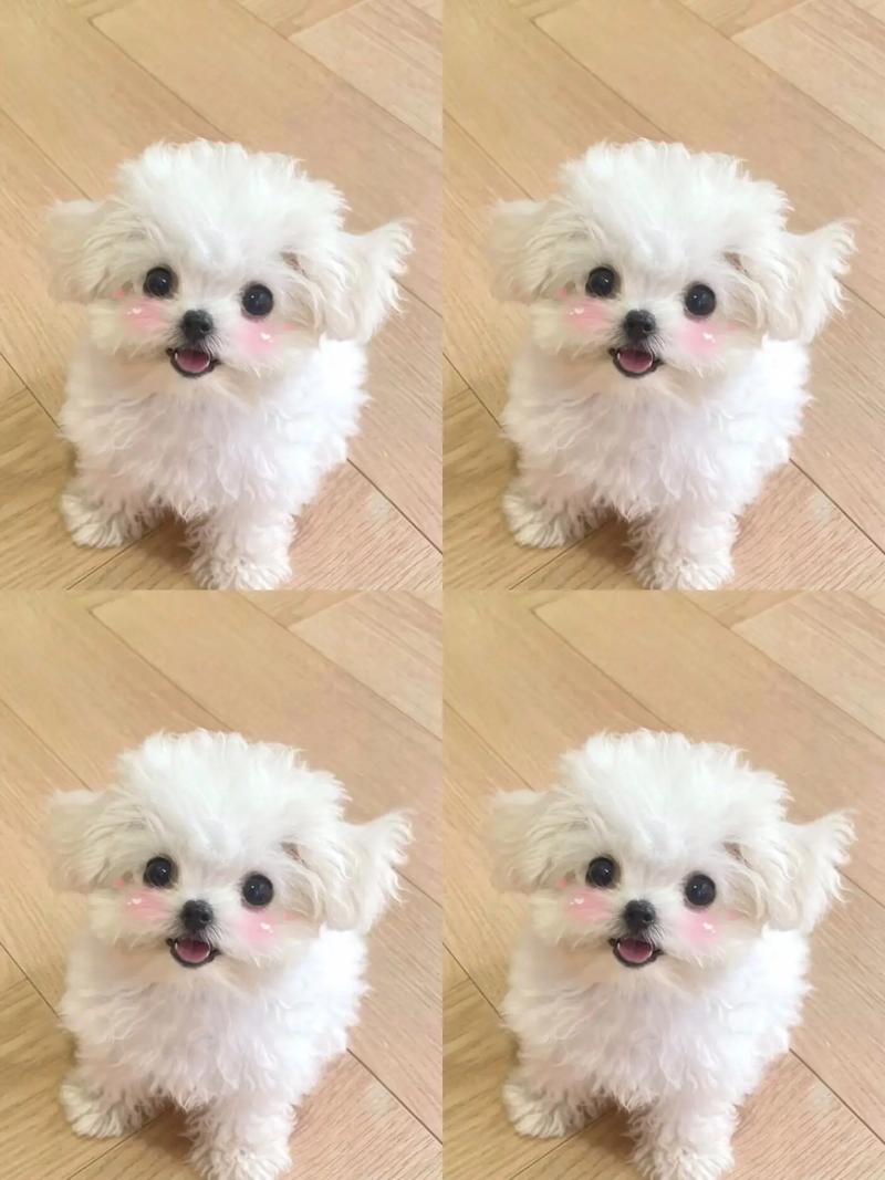比熊犬长大后有多大-比熊犬长大后的尺寸-第5张图片 比熊犬长大后有多大-比熊犬长大后的尺寸-第5张图片