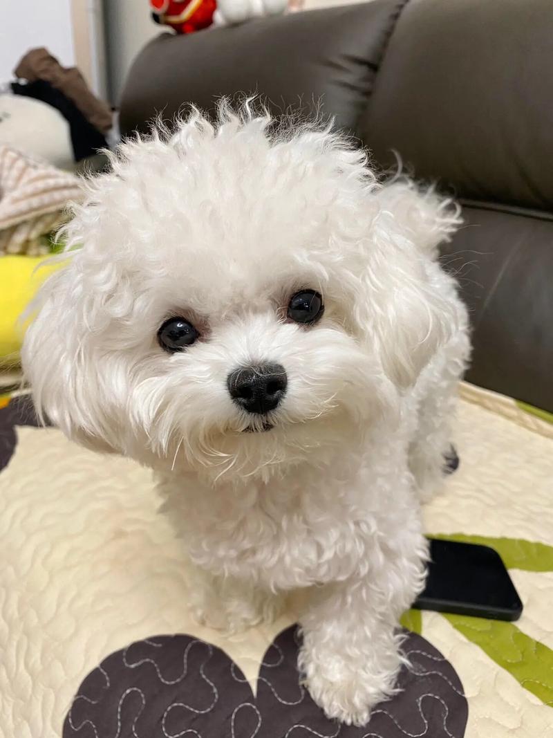 比熊犬长大后有多大-比熊犬长大后的尺寸-第6张图片 比熊犬长大后有多大-比熊犬长大后的尺寸-第6张图片