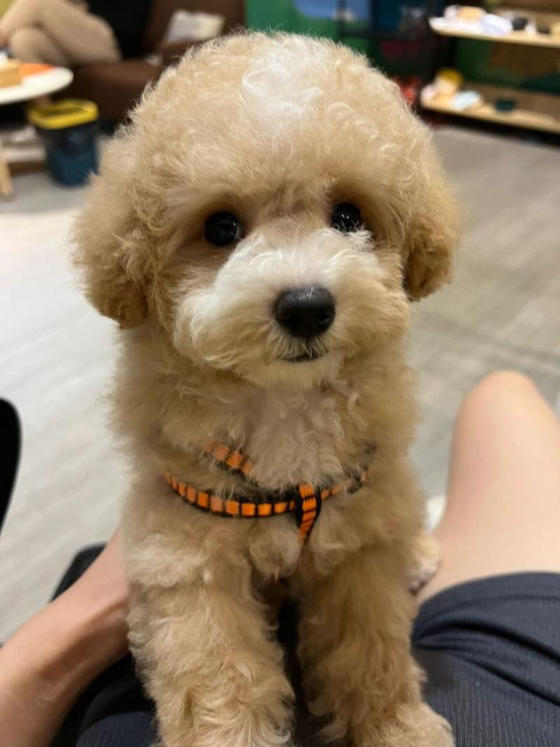 比熊犬长大后有多大-比熊犬长大后的尺寸-第7张图片 比熊犬长大后有多大-比熊犬长大后的尺寸-第7张图片
