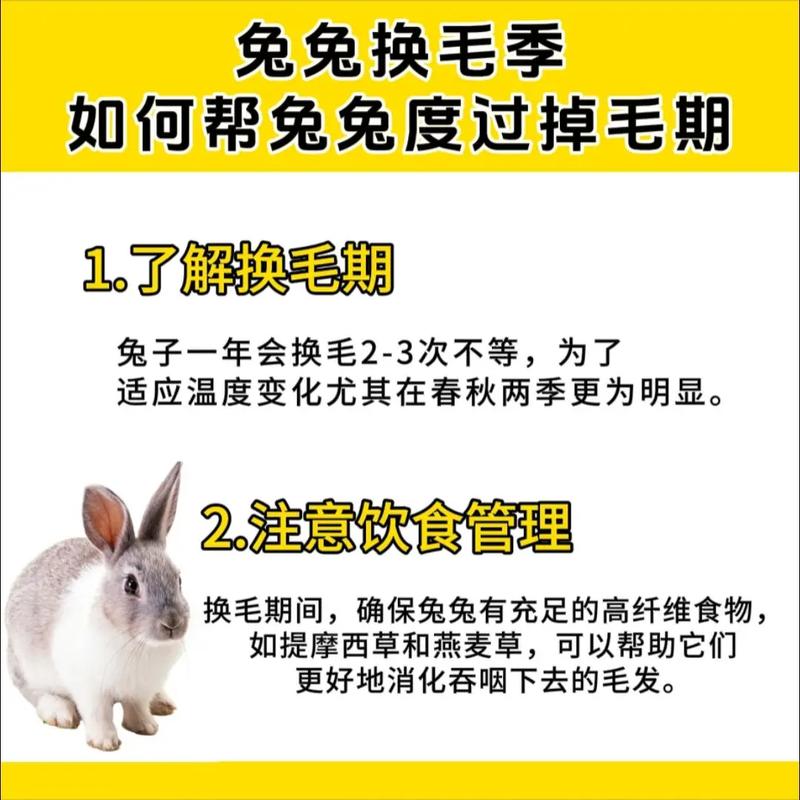 解析“兔子什么时候换毛”你不知道的事-第7张图片 解析“兔子什么时候换毛”你不知道的事-第7张图片