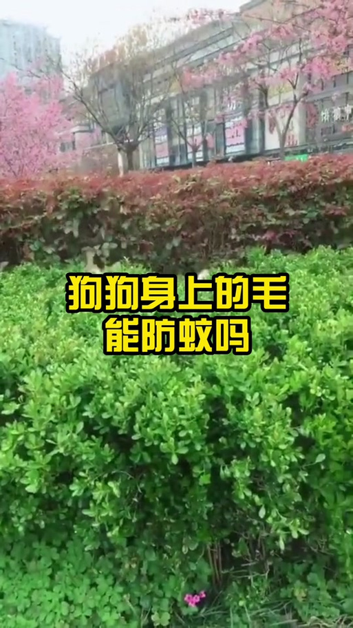 狗狗会被蚊子咬吗/狗狗会被蚊子叮么?-第2张图片 狗狗会被蚊子咬吗/狗狗会被蚊子叮么?-第2张图片