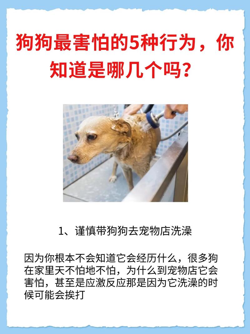 狗狗会被蚊子咬吗/狗狗会被蚊子叮么?-第5张图片 狗狗会被蚊子咬吗/狗狗会被蚊子叮么?-第5张图片