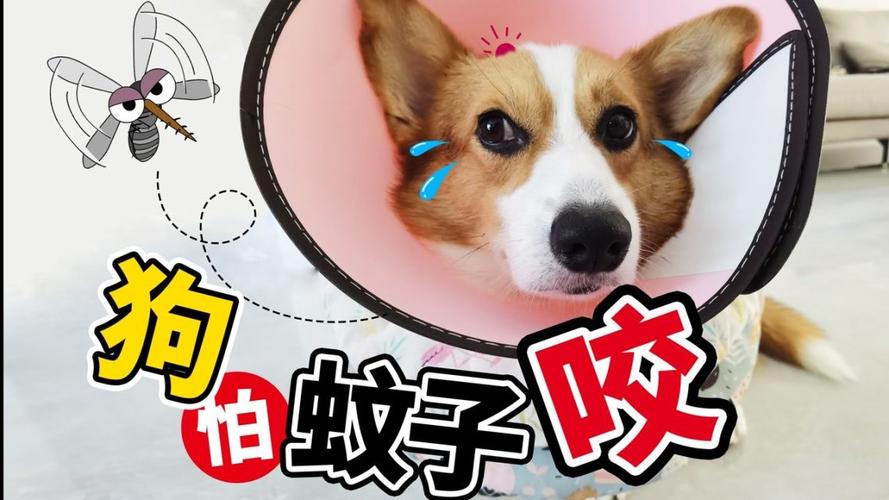 狗狗会被蚊子咬吗/狗狗会被蚊子叮么?-第6张图片 狗狗会被蚊子咬吗/狗狗会被蚊子叮么?-第6张图片