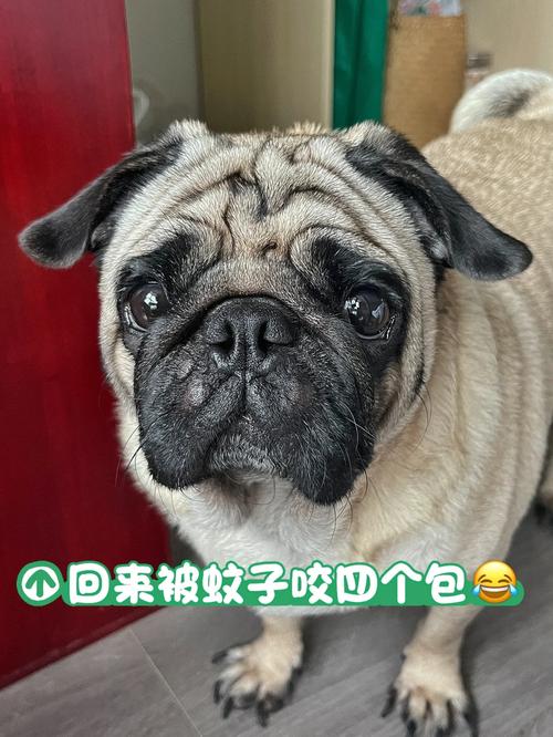 狗狗会被蚊子咬吗/狗狗会被蚊子叮么?-第7张图片 狗狗会被蚊子咬吗/狗狗会被蚊子叮么?-第7张图片