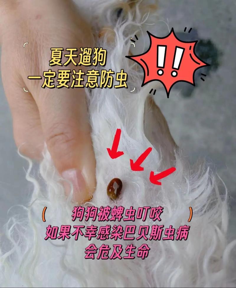 狗狗会被蚊子咬吗/狗狗会被蚊子叮么?-第8张图片 狗狗会被蚊子咬吗/狗狗会被蚊子叮么?-第8张图片