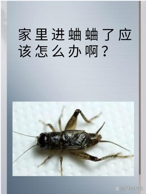 蛐蛐一直叫什么预兆,蛐蛐一直叫不累吗-第3张图片 蛐蛐一直叫什么预兆,蛐蛐一直叫不累吗-第3张图片
