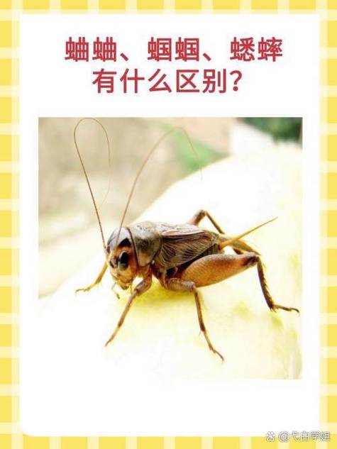 蛐蛐一直叫什么预兆,蛐蛐一直叫不累吗-第5张图片 蛐蛐一直叫什么预兆,蛐蛐一直叫不累吗-第5张图片