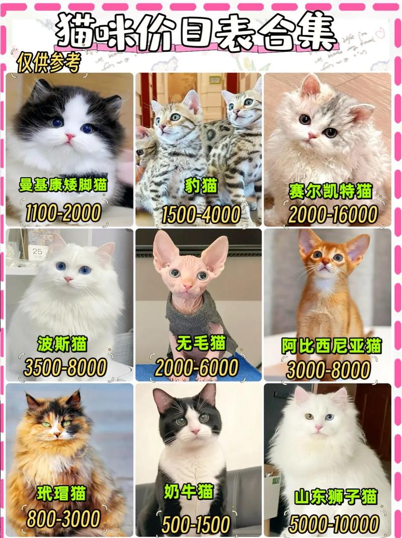 寄养猫咪一天多少钱/寄养猫咪多少钱一个月-第2张图片 寄养猫咪一天多少钱/寄养猫咪多少钱一个月-第2张图片