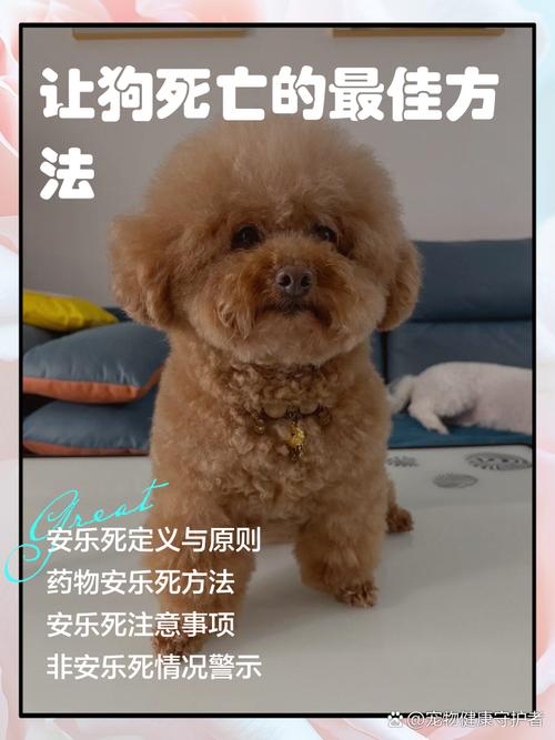 狗狗安乐死/狗狗安乐死一针需要多少钱-第2张图片 狗狗安乐死/狗狗安乐死一针需要多少钱-第2张图片