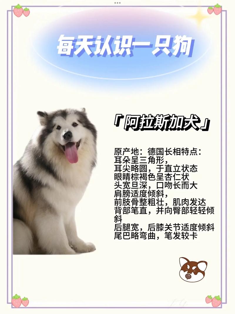 阿拉斯加吃什么最有营养，阿拉斯加犬吃什么?