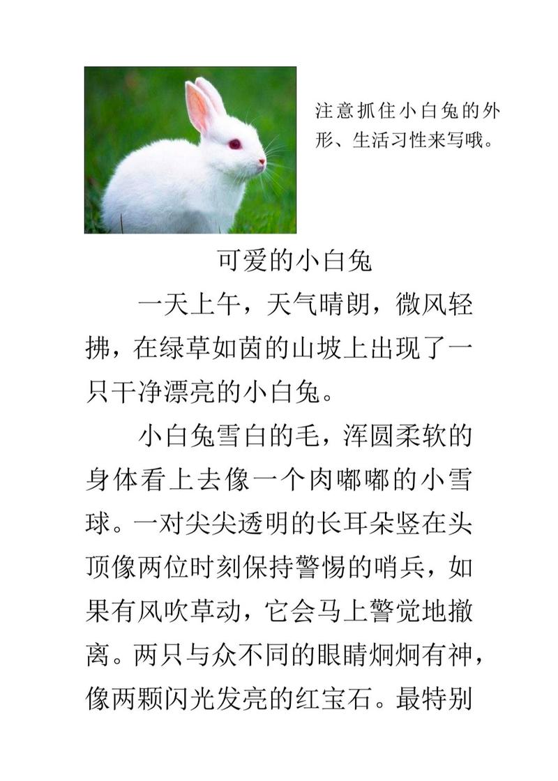 兔子的外形-兔子的外形特点20字-第1张图片 兔子的外形-兔子的外形特点20字-第1张图片