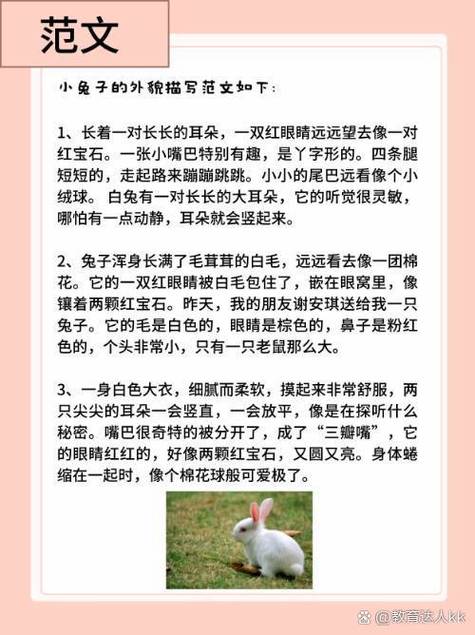 兔子的外形-兔子的外形特点20字-第3张图片 兔子的外形-兔子的外形特点20字-第3张图片