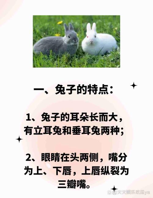 兔子的外形-兔子的外形特点20字-第4张图片 兔子的外形-兔子的外形特点20字-第4张图片